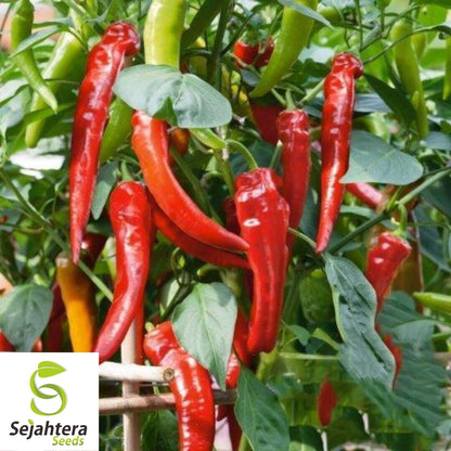 Fresno Chili Hot Pepper Seeds 25+ | Heirloom NON-GMO Vegetable Seeds USA