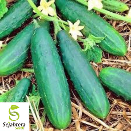 Spacemaster 80 Cucumber Seeds - 100+ Heirloom, Organic, Non-GMO & Fresh