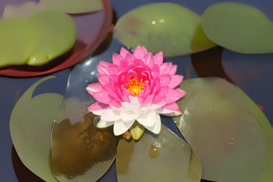 Winter Hardy Lily 3 Pack | Nymphaea Jakkaphong | Variegated & Solid Colors | Aquatic Plant for Ponds and Water Gardens