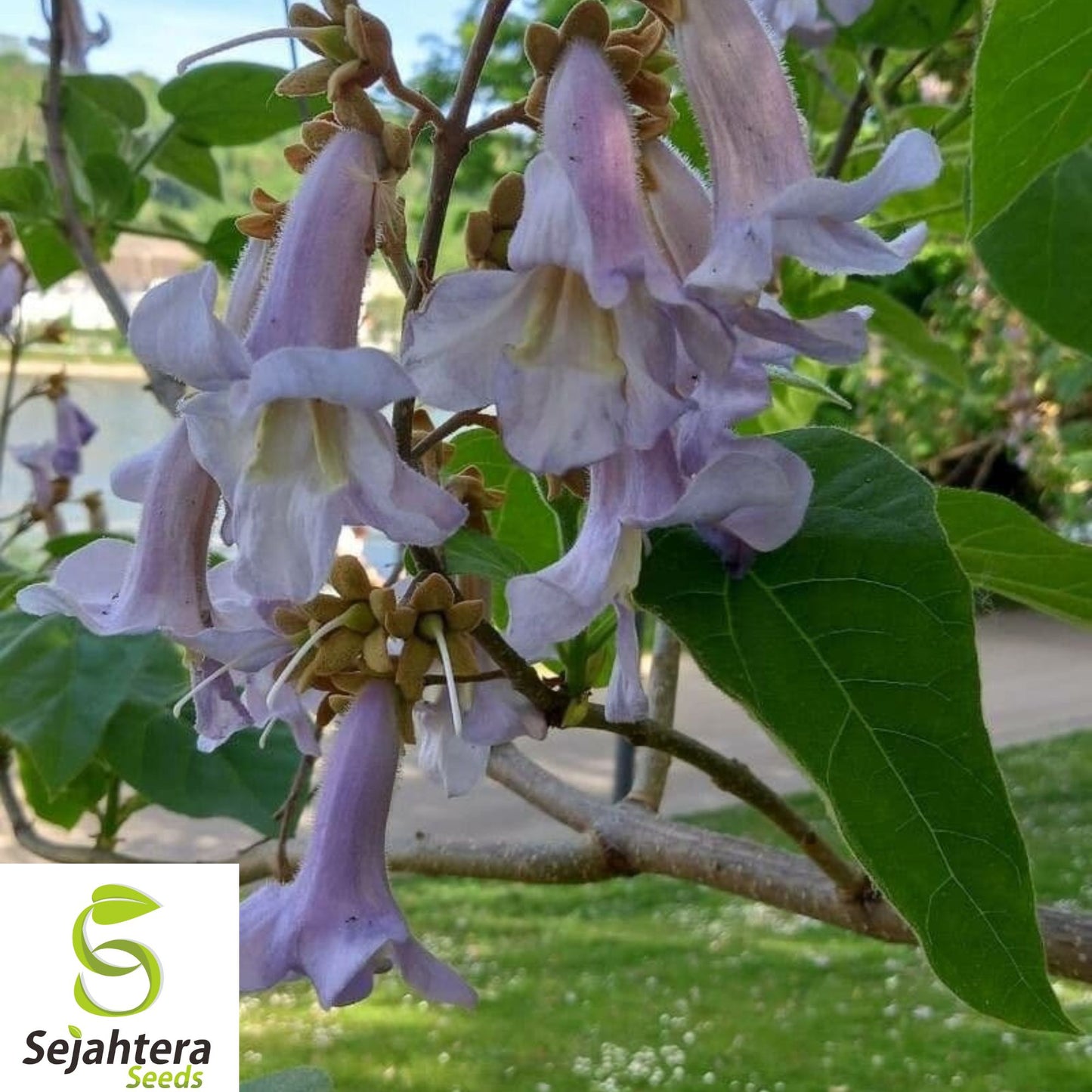 50+ Princess Tree Seeds - Paulownia Tomentosa, Fast-Growing, Ornamental Shade