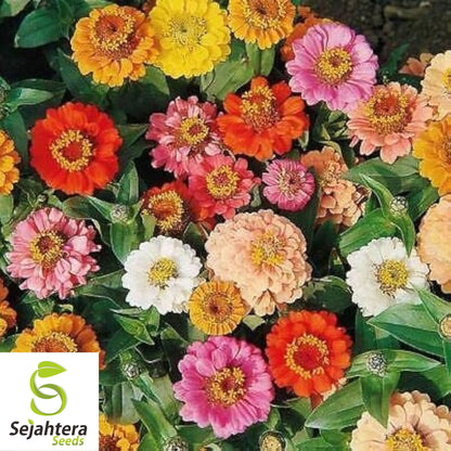 Zinnia Dwarf Thumbelina Seeds - 1000+ Heirloom Mix - Butterflies & Cut Flowers