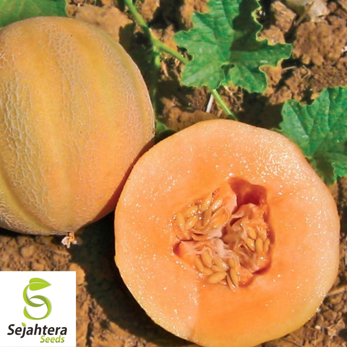 Minnesota Midget Cantaloupe Seeds 25+ | Mini Melon Fruit NON-GMO USA