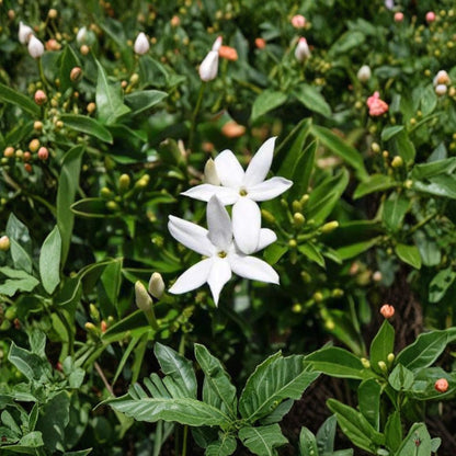 South African Jasmine – Jasminum angulare Live Fragrant Vine | 1 Foot Tall | Shipped in 1 Gallon Pot  Sweet Scented White Flowers | Evergreen Climbing Plant | Patio & Trellis Ready