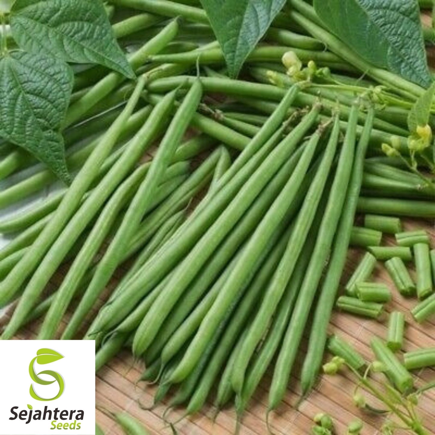 Topcrop Green Bean Seeds 50 Ct | Heirloom Bush Snap Vegetable NON-GMO USA