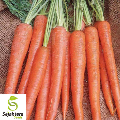 2000+ Imperator 58 Carrot Seeds - Heirloom, Non-GMO & Sweet Variety