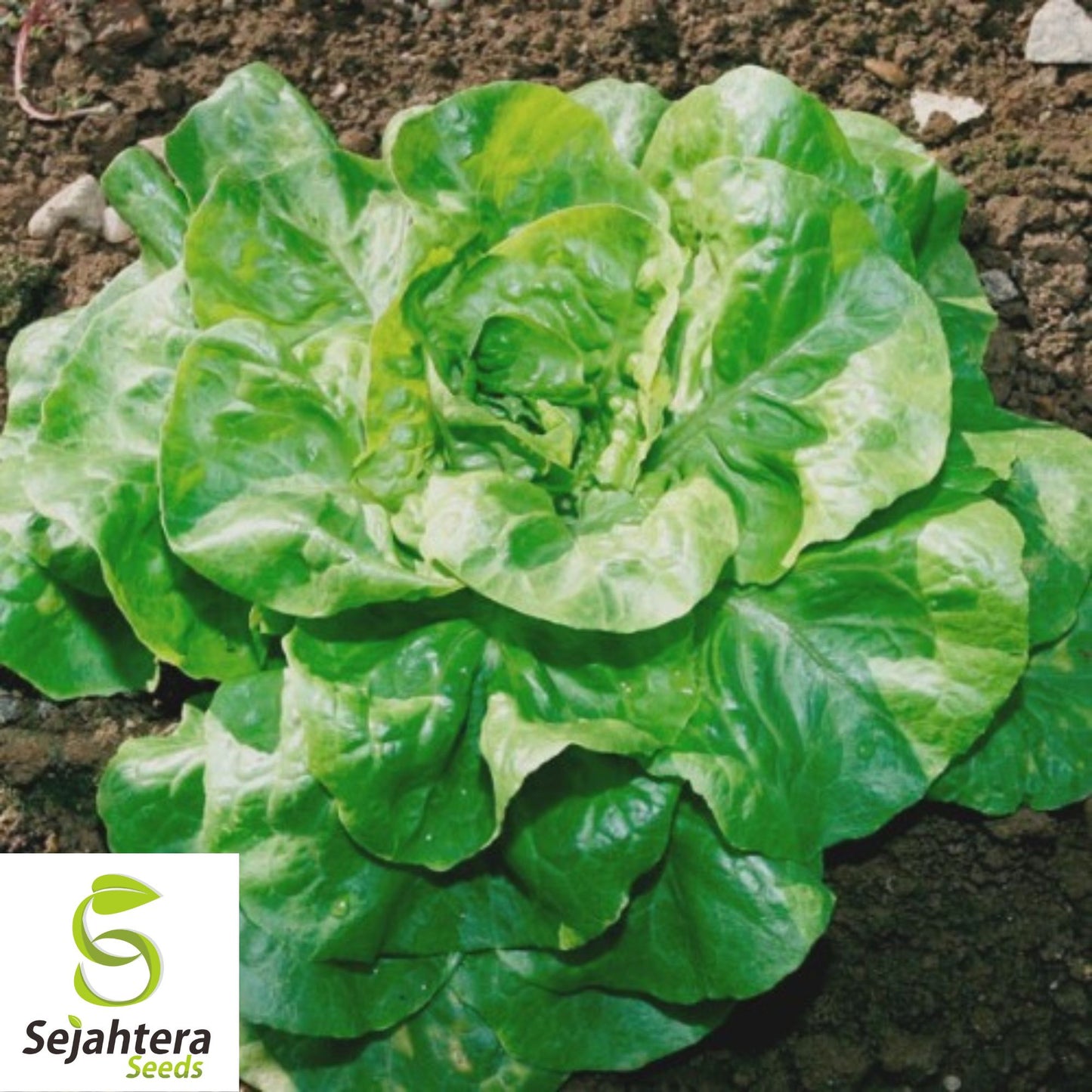 1000 Summer Bibb Lettuce Seeds - Non-GMO, Crisp & Heat-Tolerant Variety