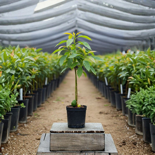 Lula Avocado Tree – Persea americana Live Fruit Tree | 2–3 Feet Tall  Cold Hardy Variety | Heavy Producer | Great for Outdoor Gardens