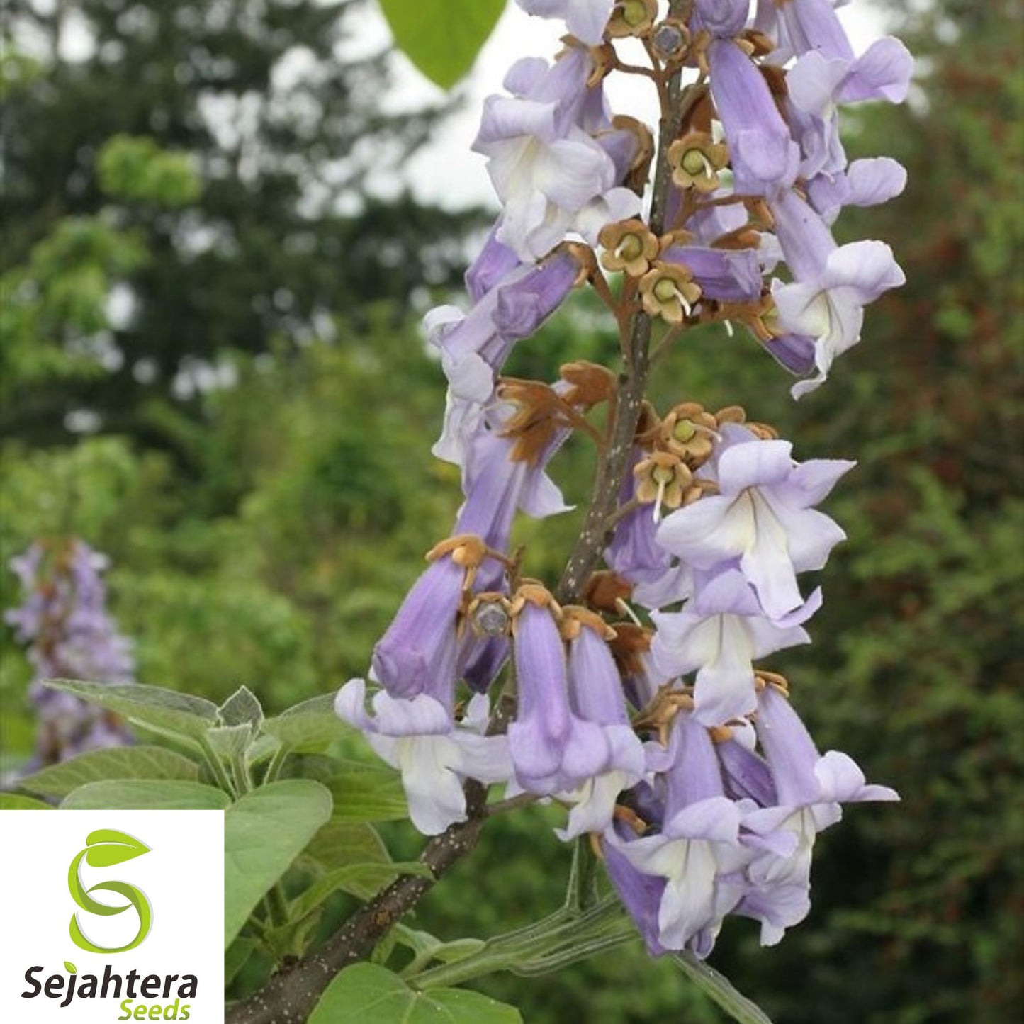 50+ Princess Tree Seeds - Paulownia Tomentosa, Fast-Growing, Ornamental Shade