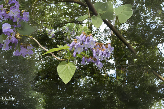 Empress Tree, Princesstree (Paulownia tomentosa)