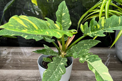 Philodendron Variegated Narrow Ring of Fire – Unique Serrated Foliage Houseplant in 3" Pot