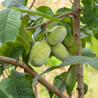 Paw Paw Tree – Asimina triloba Live Seedling | 6–12 Inches Tall | Native Fruit Tree  Indian Banana | Cold Hardy | Edible Landscape Favorite