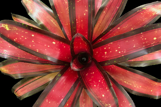 Bromeliad Plant 4" Pot Neoregelia Margaret Vibrant Colorful Houseplant
