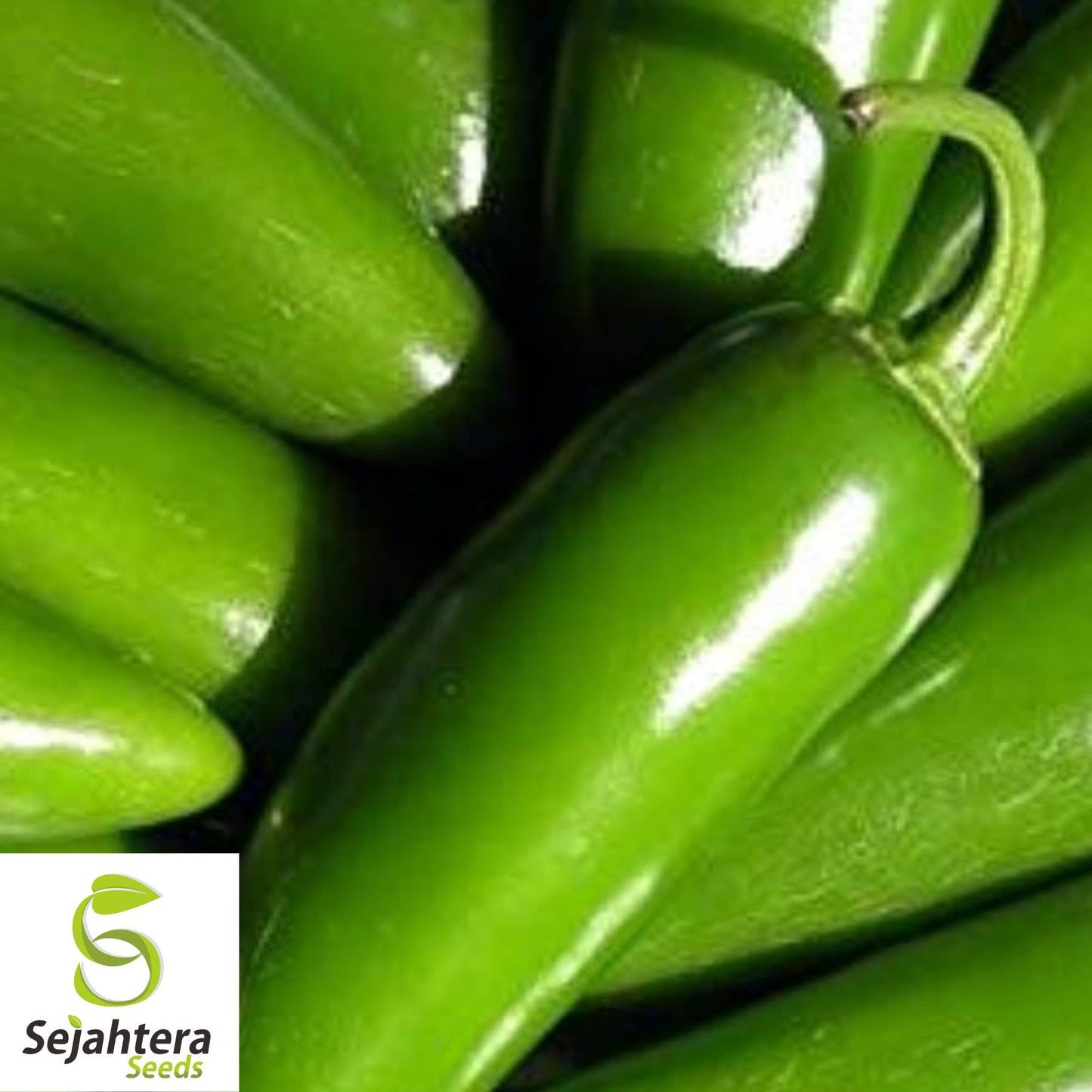 50+ TAM Jalapeno Pepper Seeds - Heirloom, Non-GMO, Mild Heat, High Yield