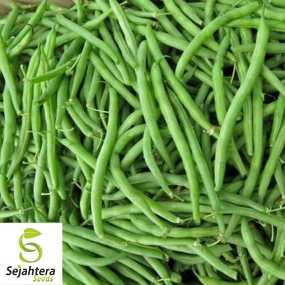 Topcrop Green Bean Seeds 50 Ct | Heirloom Bush Snap Vegetable NON-GMO USA