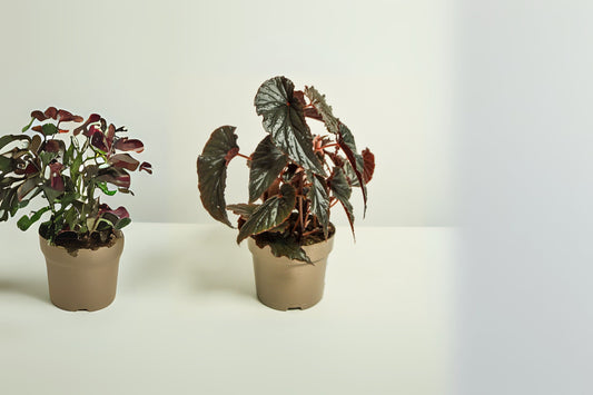 Linda Dawn Begonia Live Plant 4in | Rare Pink Flowering Begonia | Easy Care Indoor/Outdoor Houseplant | Shade-Loving Perennial