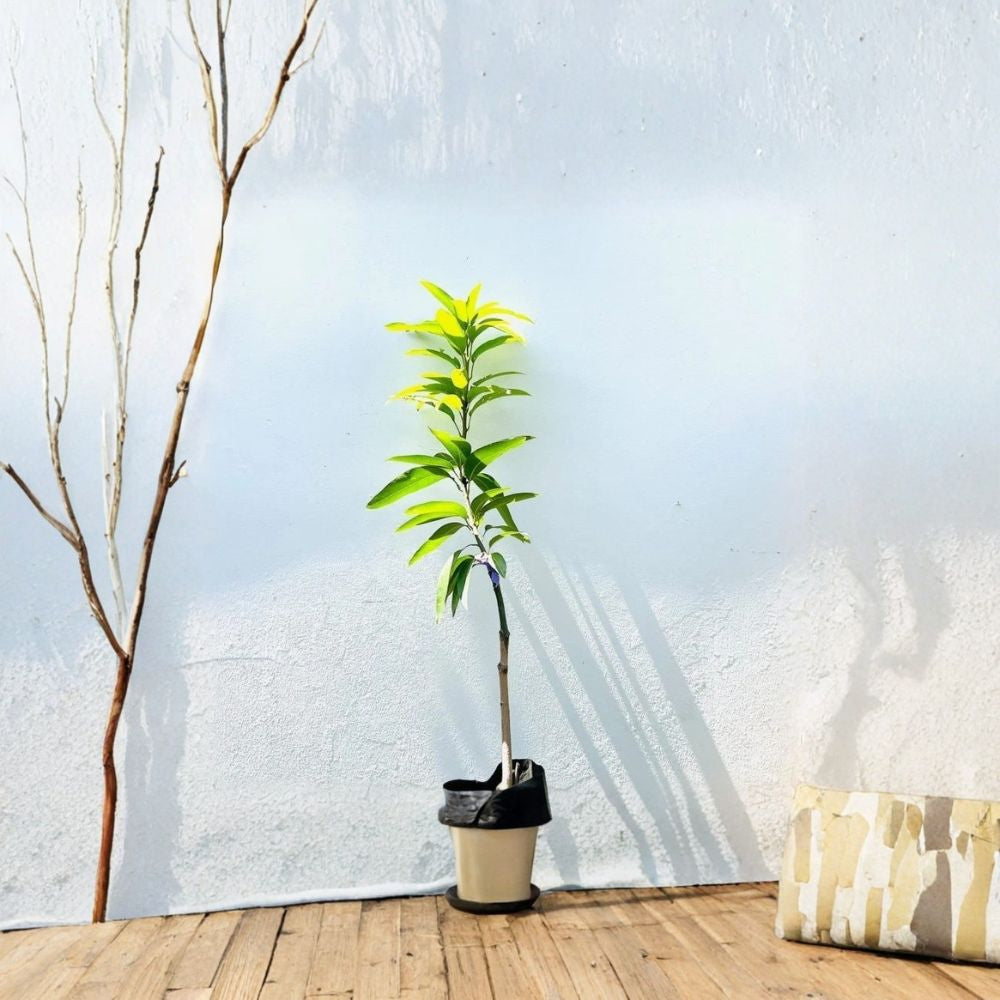 Grafted Palmer Mango Tree – Mangifera indica Live Tree | 3–4 Feet Tall | USDA Certified  Premium Tropical Variety | Large Sweet Fruit | Fiber-Low Mango