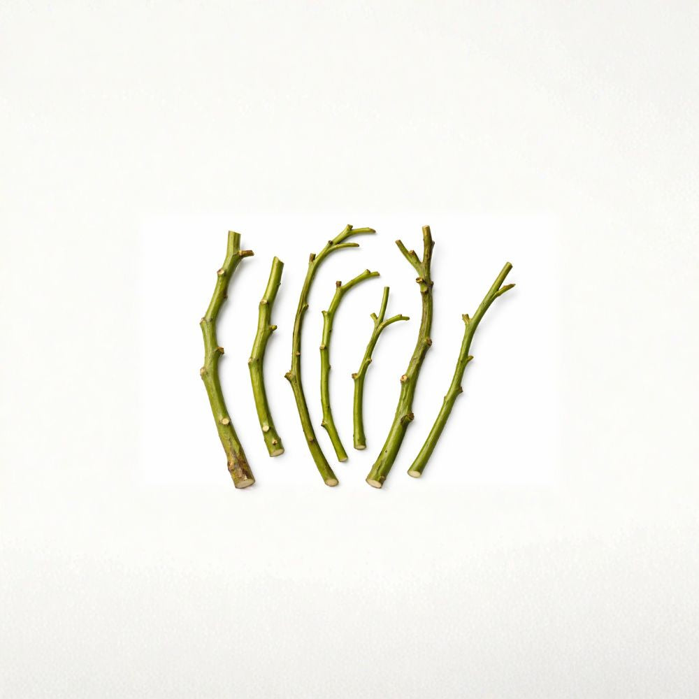Marcus Pumpkin Avocado – Live Cuttings for Propagation  Persea americana  5 Fresh Cuttings | Premium Propagation Material  Build Your Own Avocado Tree | Vigorous Variety | For Skilled Growers