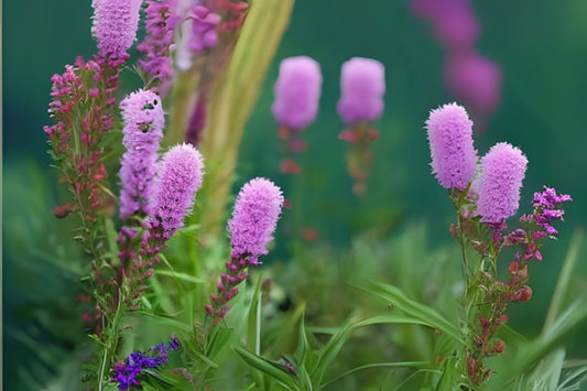 Dense Blazing Star Prairie Gay Feather (Liatris spicata)