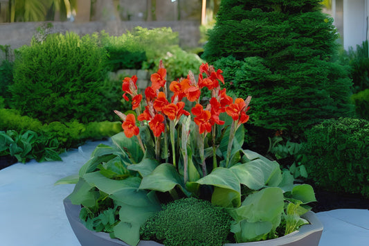 Canna Lily Rhizomes 2-Pack Red Flower Edible Medicinal Uses (Canna indica)