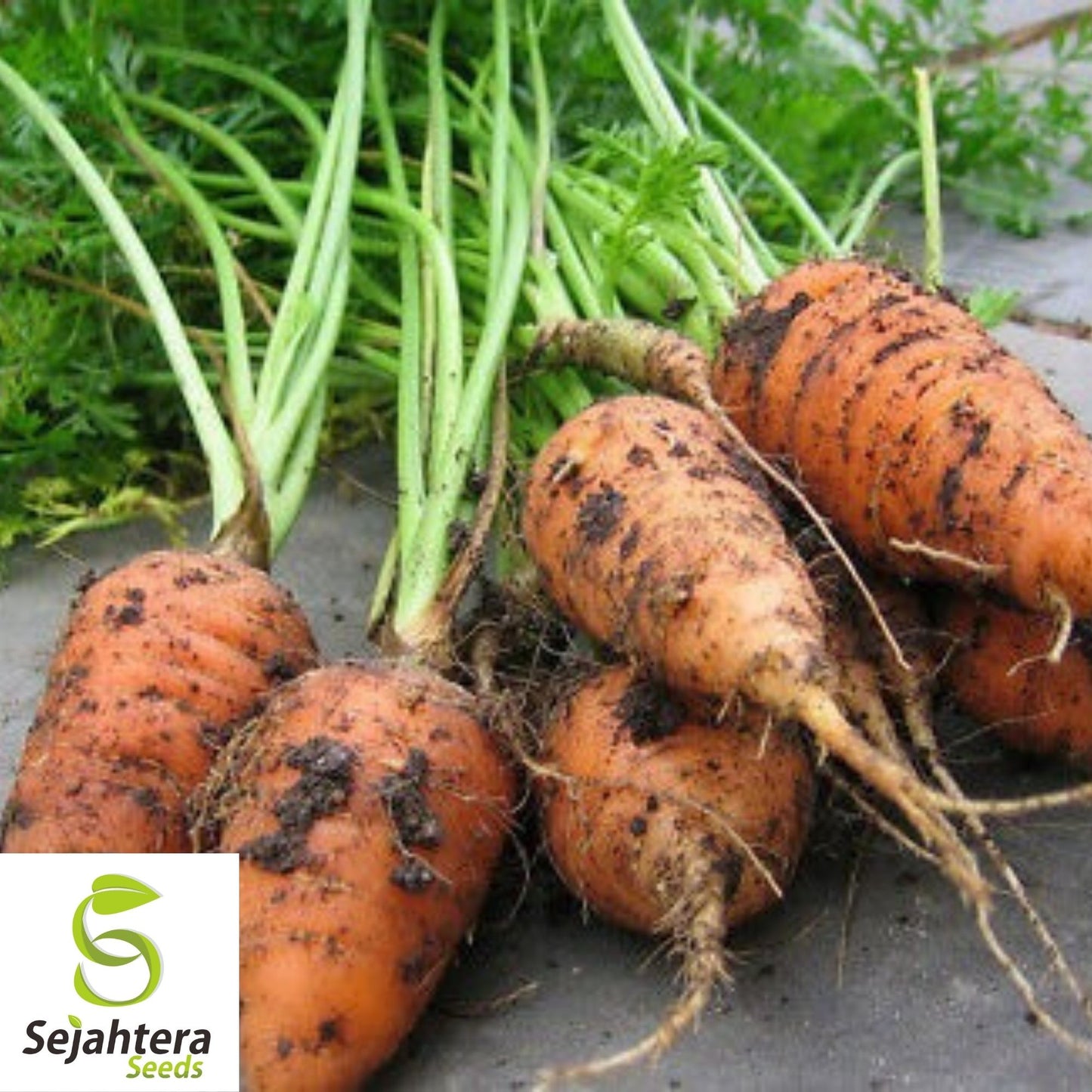 Chantenay Red Cored Carrot Seeds 1000+ | Heirloom Vegetable NON-GMO USA