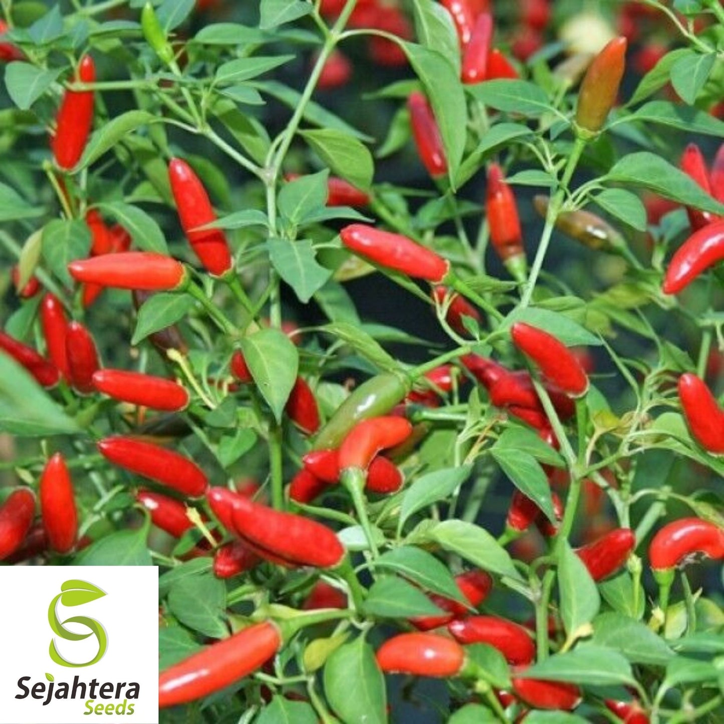 Fresno Chili Hot Pepper Seeds 25+ | Heirloom NON-GMO Vegetable Seeds USA