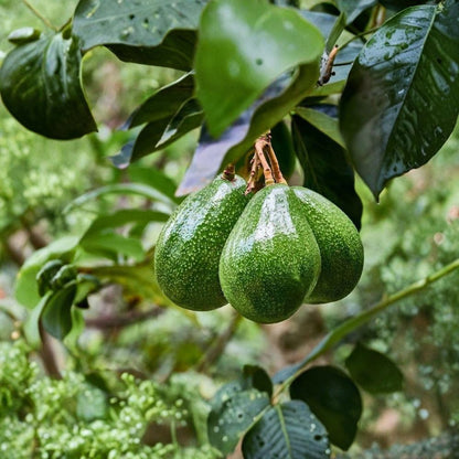 Lula Avocado Tree – Persea americana Live Fruit Tree | 2–3 Feet Tall  Cold Hardy Variety | Heavy Producer | Great for Outdoor Gardens