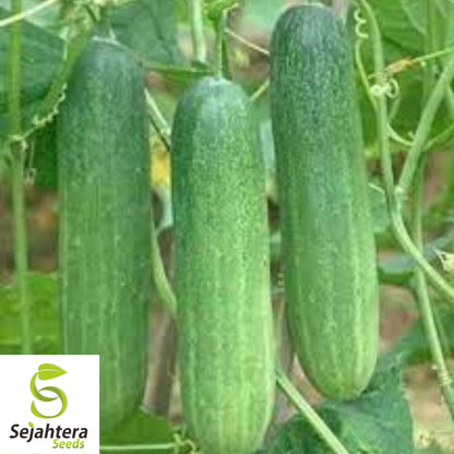 Double Yield Cucumber Seeds - 100+ Organic Heirloom - High Yield - Non-GMO