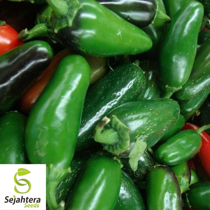 50+ TAM Jalapeno Pepper Seeds - Heirloom, Non-GMO, Mild Heat, High Yield