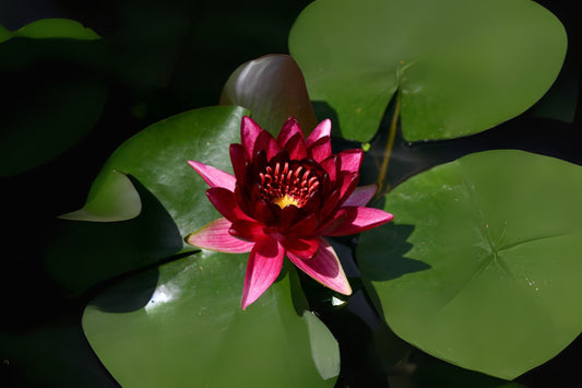 Winter Hardy Lily 3 Pack - Nymphaea 'Black Princess' - Deep Red Flowers, Darkest Hardy Lily for Ponds