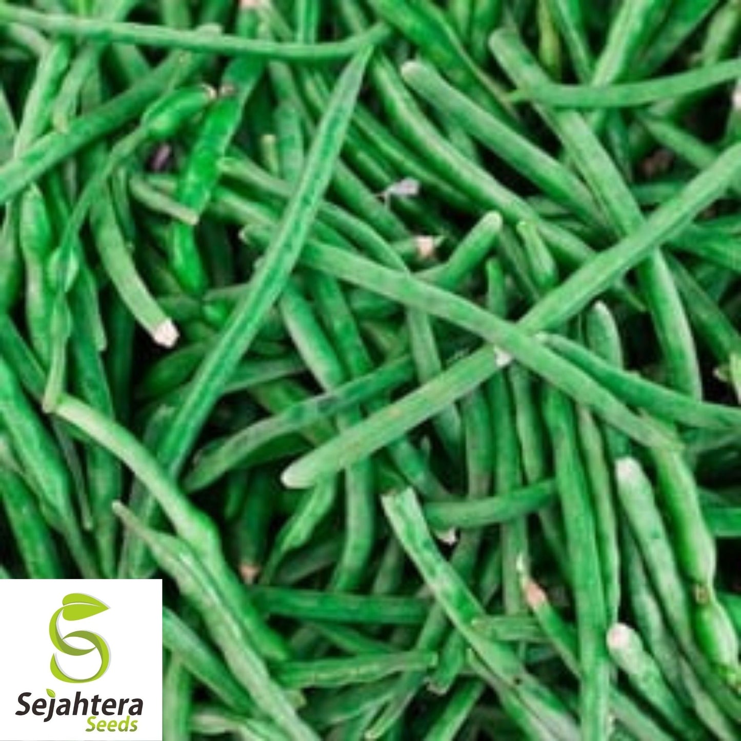 Topcrop Green Bean Seeds 50 Ct | Heirloom Bush Snap Vegetable NON-GMO USA