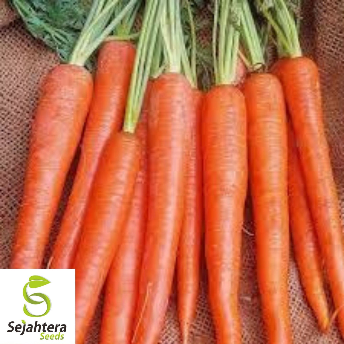Imperator 58 Carrot Seeds 1000+ | Heirloom Vegetable Garden NON-GMO