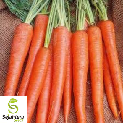 Imperator 58 Carrot Seeds 1000+ | Heirloom Vegetable Garden NON-GMO