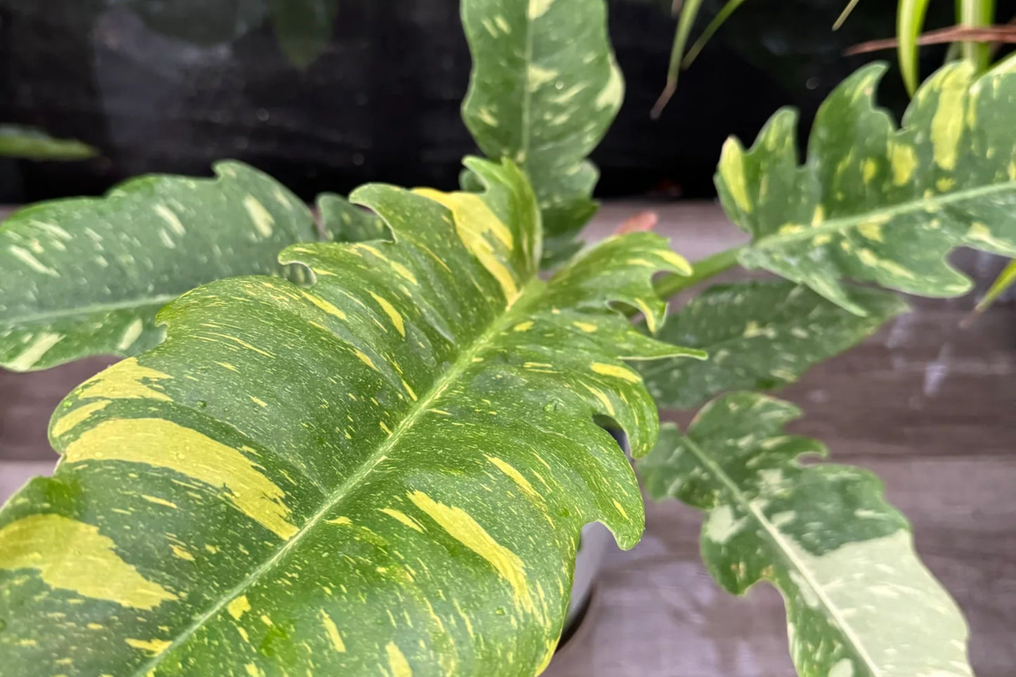 Philodendron Variegated Narrow Ring of Fire – Unique Serrated Foliage Houseplant in 3" Pot