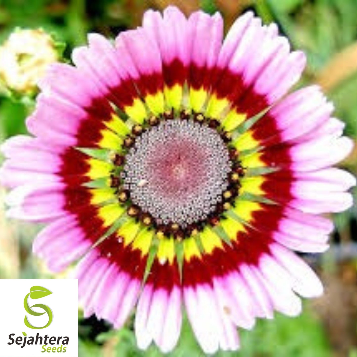 Painted Daisy Mix Seeds - 1000+ Heirloom - Bright Blooms & Pollinator-Friendly