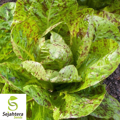 1000 Freckles Romaine Lettuce Seeds - Non-GMO, Unique & Crisp Heirloom Variety