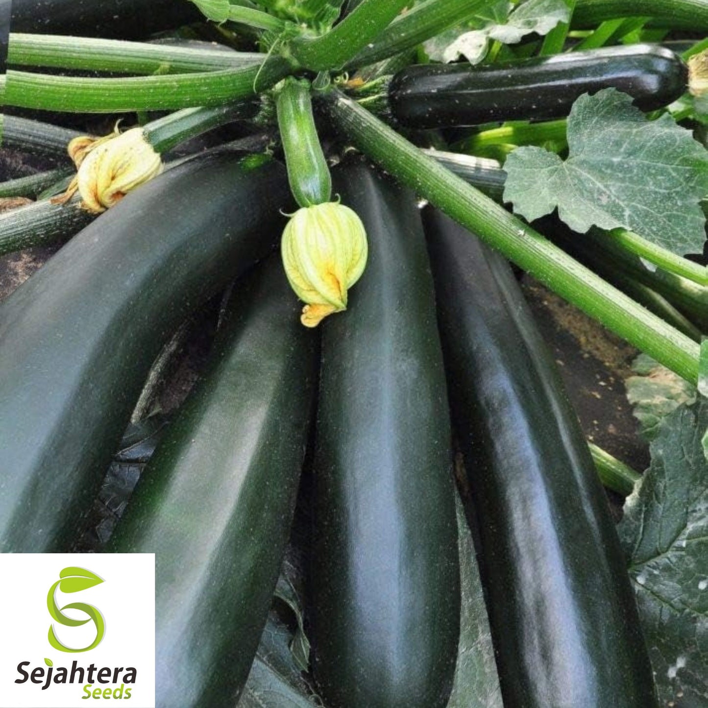 Black Beauty Zucchini Seeds - 10+ Heirloom, Organic, Non-GMO & High-Yield