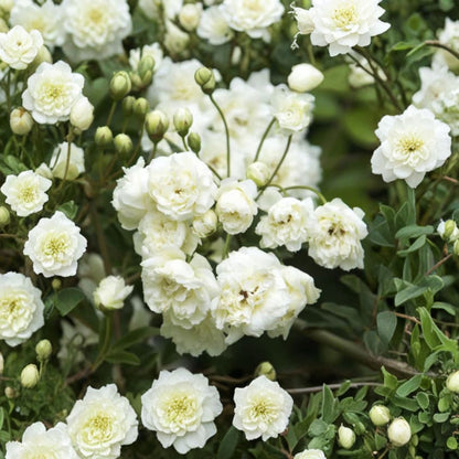 White Lady Banks Climbing Rose – Rosa banksiae Live Climbing Rose | 2 Feet Tall | Shipped in 6 Inch Pot  Thornless White Blooms | Spring to Summer Flowering | Trellis & Arbor Favorite