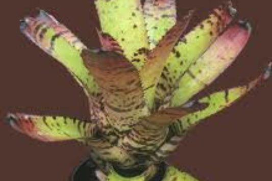 Little Tiger Plant in 4" Pot - Unique Variegated Foliage - Perfect for Indoor Gardening - (Scientific Name: Dracaena)
