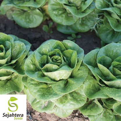 1000 Summer Bibb Lettuce Seeds - Non-GMO, Crisp & Heat-Tolerant Variety