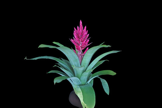 Aechmea Waikiki Plant in 8" Pot - Spineless Bromeliad with Pink Bloom - Aechmea 'Waikiki' for Indoor & Landscape Decor