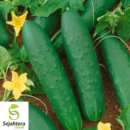 Double Yield Cucumber Seeds - 100+ Organic Heirloom - High Yield - Non-GMO
