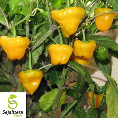 Jamaican Yellow Habanero Pepper Seeds 25+ | Mushroom Chile Hot Pepper USA