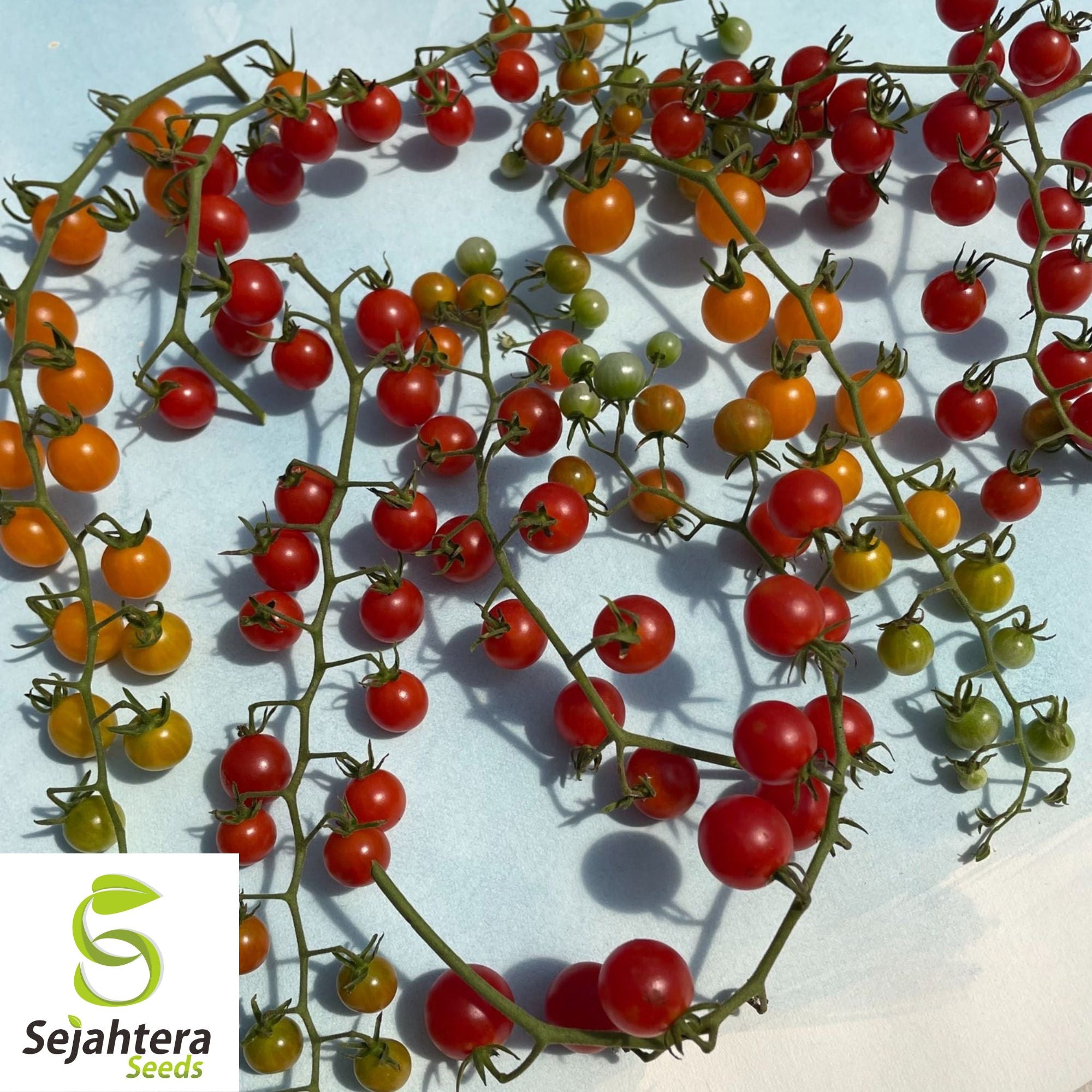 Df Currant Sweet Pea Currant Tomato Seeds - 120+ Heirloom, Tiny, High-Yield & Rar ...