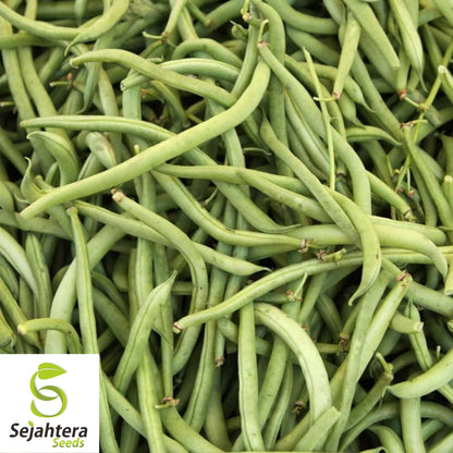 Topcrop Green Bean Seeds 50 Ct | Heirloom Bush Snap Vegetable NON-GMO USA