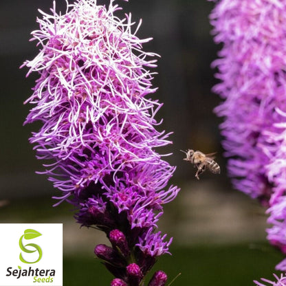 Kobold Dense Blazing Star Seeds {Liatris spicata} 25+ Seeds