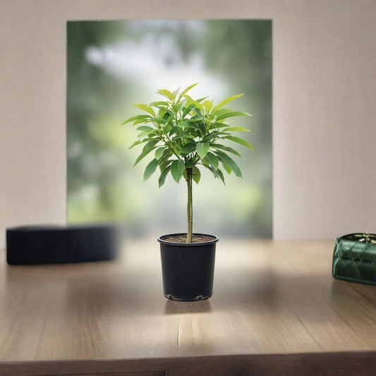 Catalina Avocado Tree – Persea americana Live Fruit Tree | 5 Gallon Pot | 4–5 Feet Tall  Fast Growing | Large Outdoor Variety | Container Friendly When Young