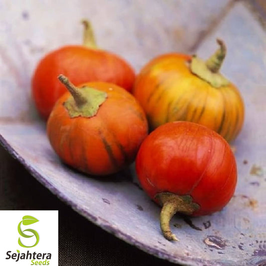 25+ Turkish Orange Eggplant Seeds - Heirloom, Organic, Non-GMO, Rare & Flavorful
