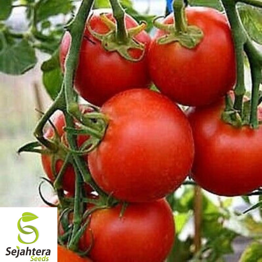 10+ 42-Day Tomato Seeds – Fastest Ripening Heirloom, Non-GMO, Early & High-Yield