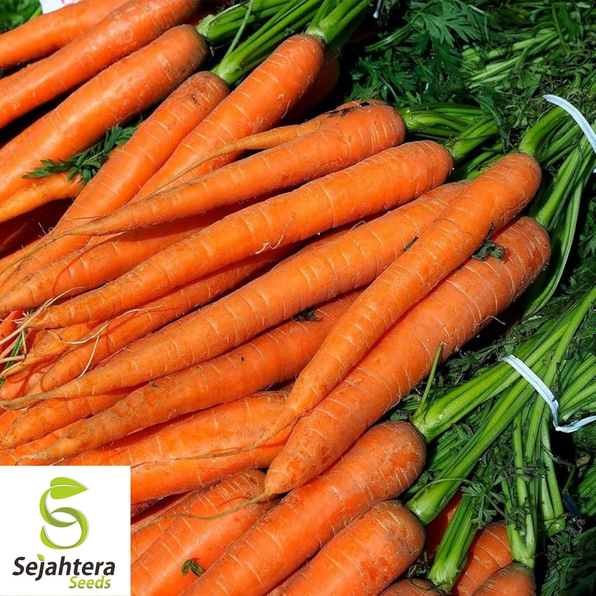 Imperator 58 Carrot Seeds 1000+ | Heirloom Vegetable Garden NON-GMO