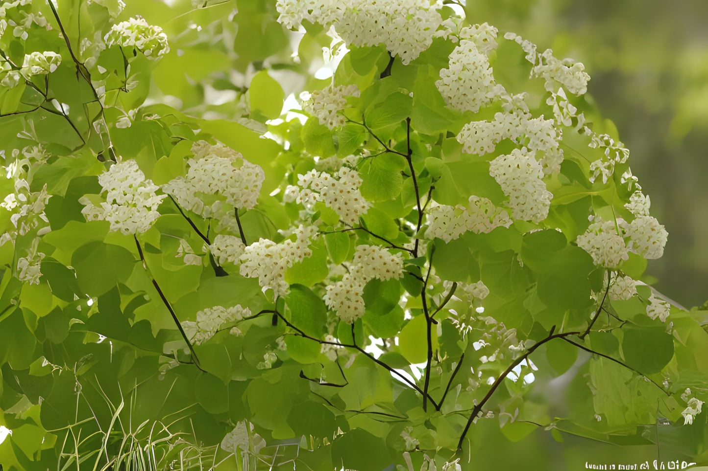 Fragrant Snowbell (Styrax obassia)